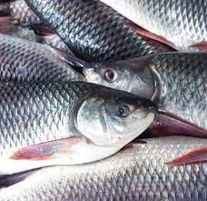 Fish,Eggs & Meat